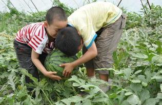 甘肃网红老头吃瓜事件,揭秘网络红人的争议瞬间 第2张 甘肃网红老头吃瓜事件,揭秘网络红人的争议瞬间 第2张